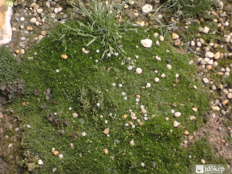 A Tündérek apró kertje.:)