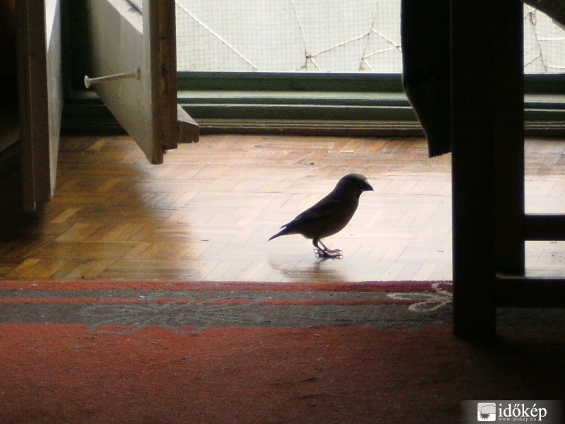 Házhoz jön a természet:)