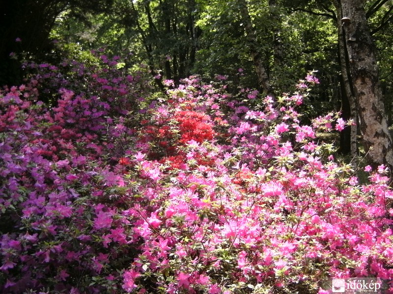 Rododendron