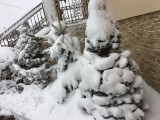 Nyírcsaholy