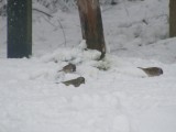 2010 Tél Bakonyoszlop madarak.