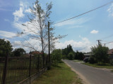 Sülysáp