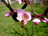 A méhecske munkában
