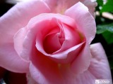 Rózsaszín rózsám