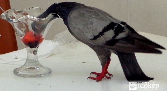 Ízlik