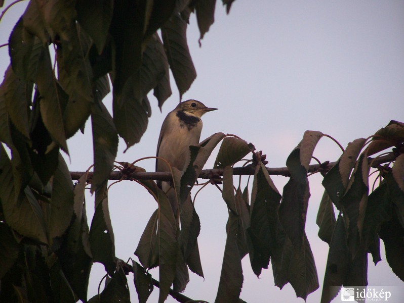 Madárka - Vaku nélkül