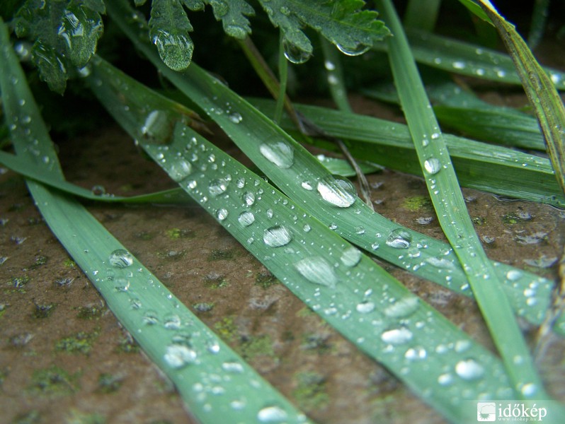 Mai eső után