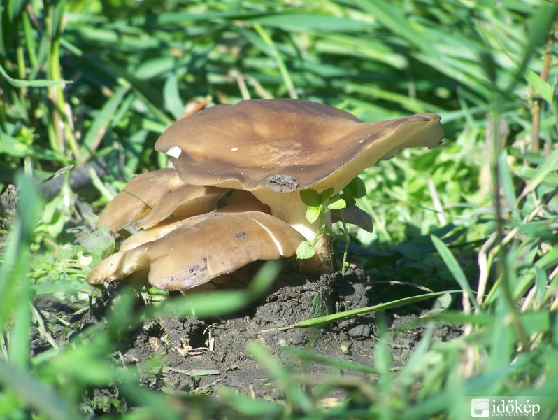 Porcos pereszke idősebb állapotában