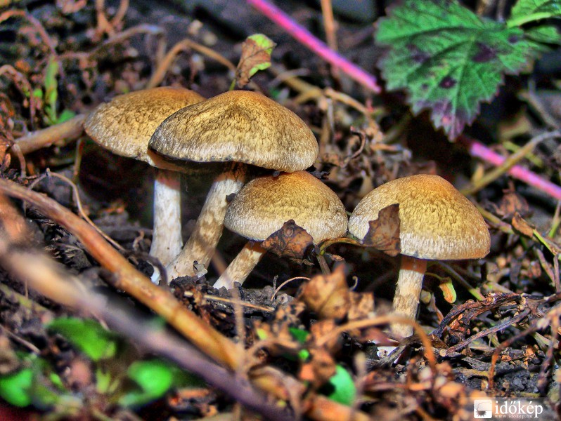 Feltehetőleg az utolsó telep