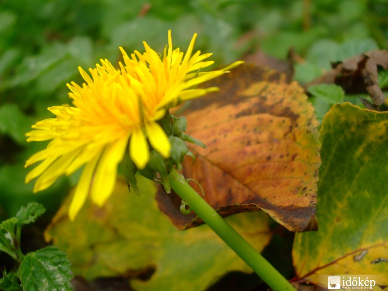 Gyermekláncfű ősszel