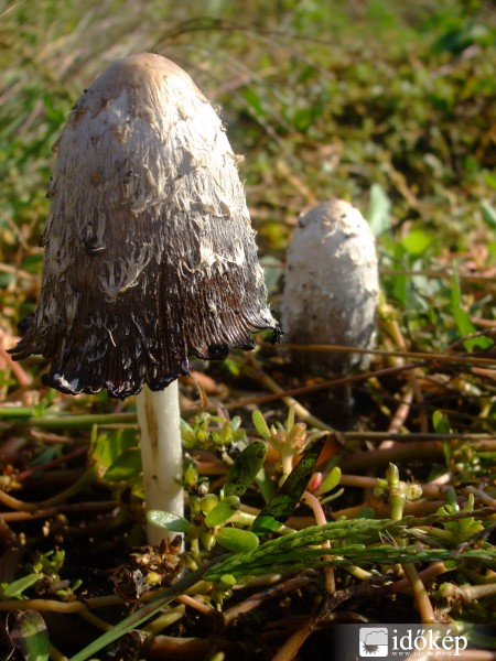 Kerti gombakavalkád (2)