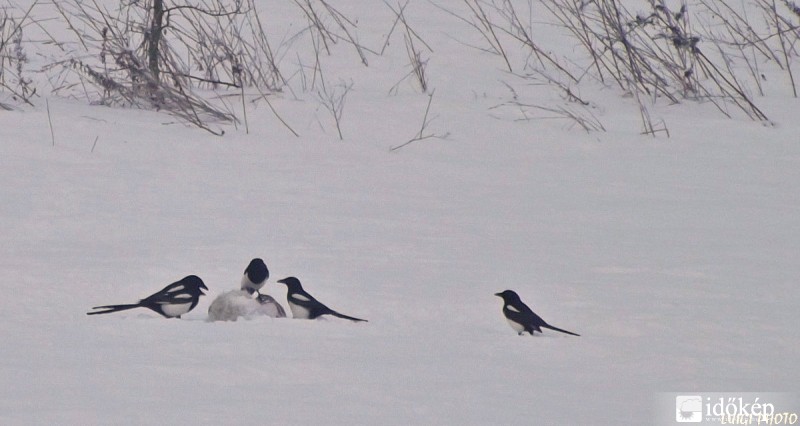 ...marakodás a koncon!