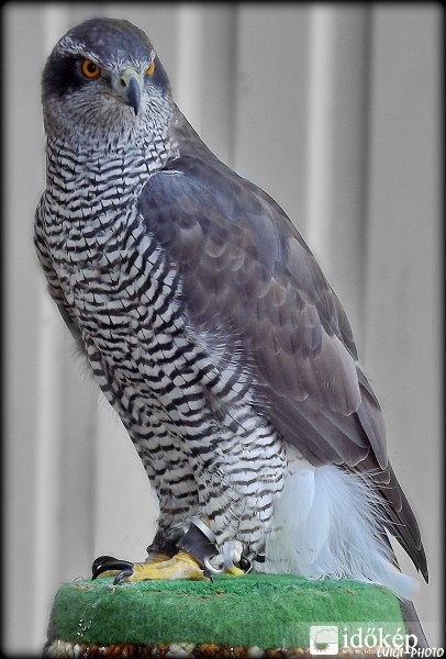 Buteo buteo