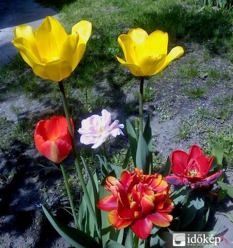 Tulipánok :)