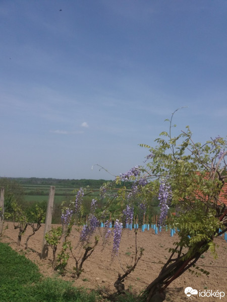 Beregsurány