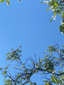 Vác