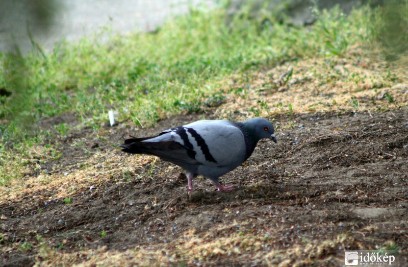 Galamb
