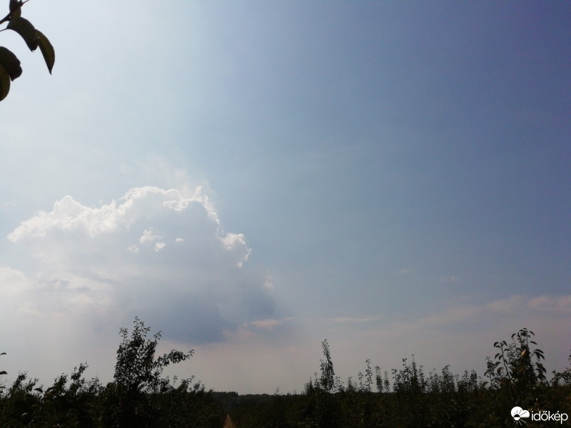 Györgytarló