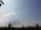 Györgytarló