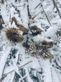 Szarvas