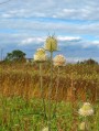 Héjakút mácsonya ( Dipsacus laciniatus ) 2