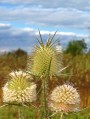 Héjakút mácsonya ( Dipsacus laciniatus ) 1