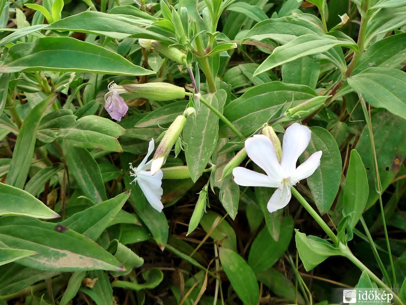 Szappanfű (Saponaria officinalis)