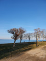 Zamárdi