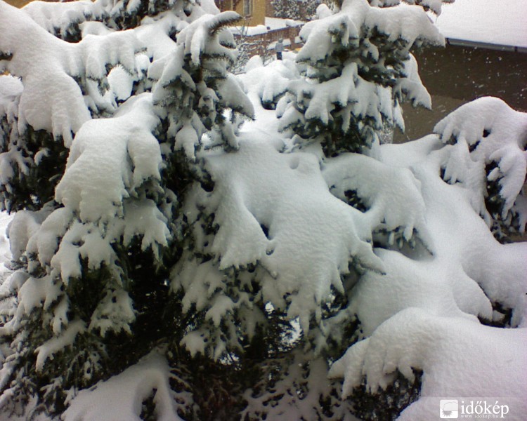 Fenyőtfa roskadozik a hó alatt.