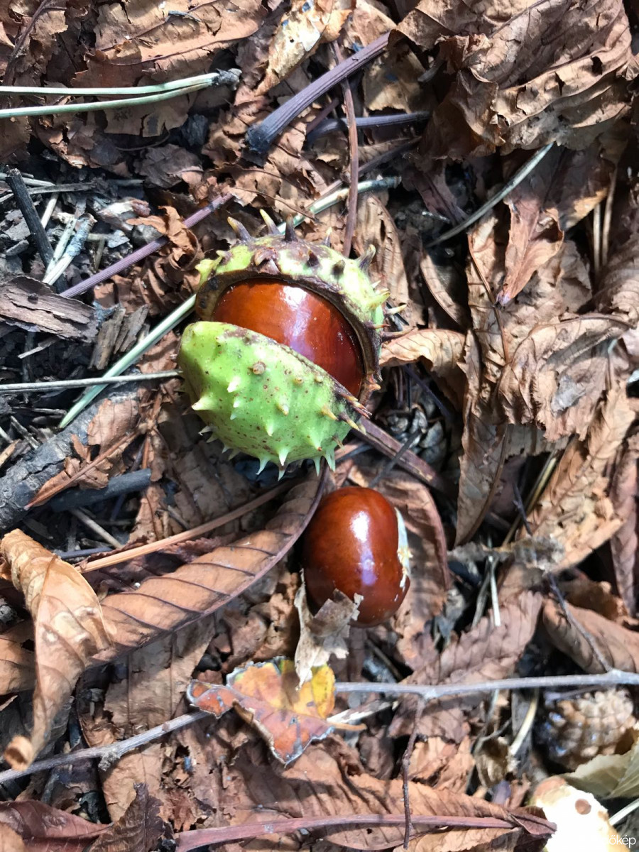 Budapest II.ker - Törökvész