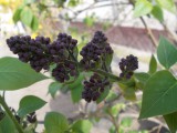 Orgona