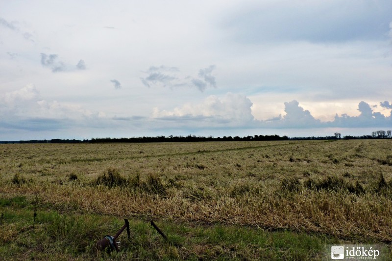 Mezőhegyes mellett a búzamező