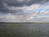 Tisza-tó tavirózsamező