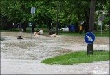 Kajakkala Könyves Kálmán utcában (Miskolc)