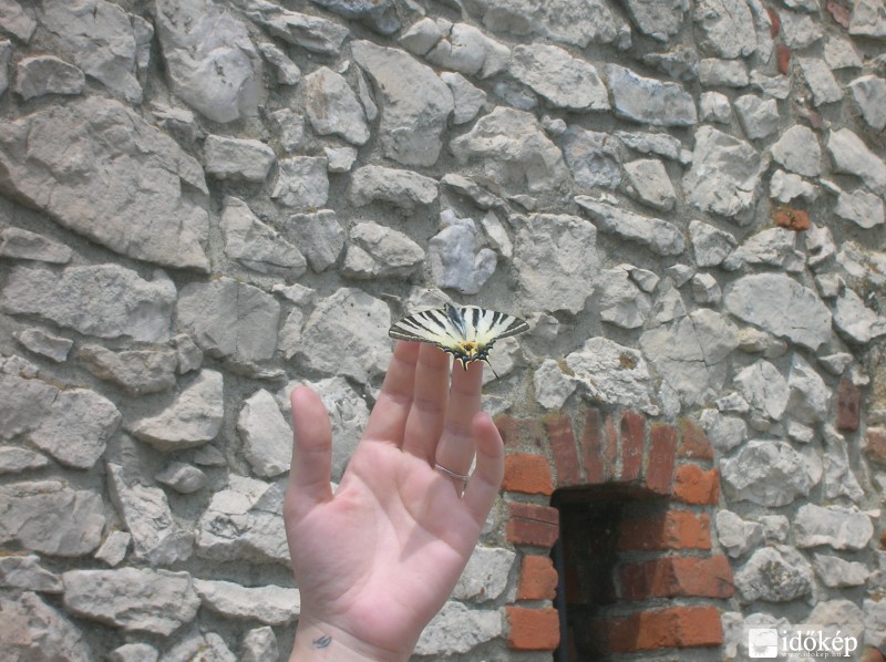 A lepkebűvölő