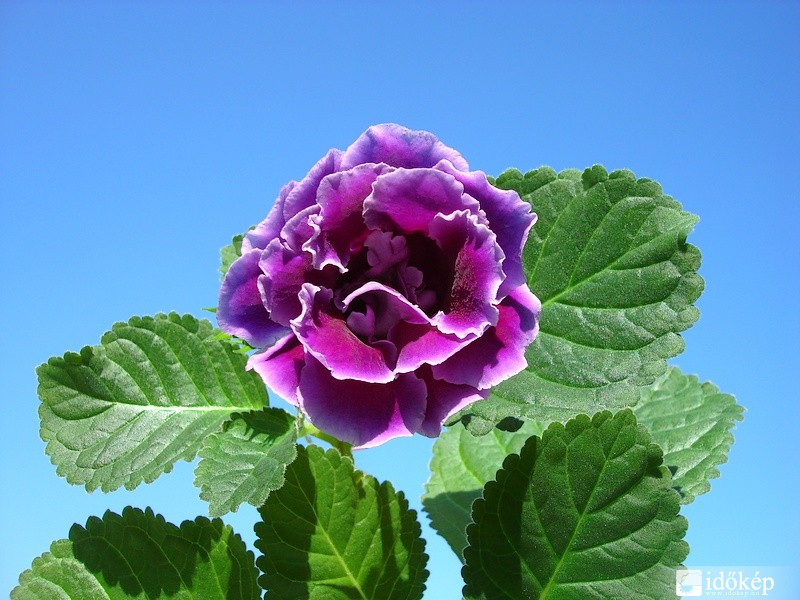 Gloxinia