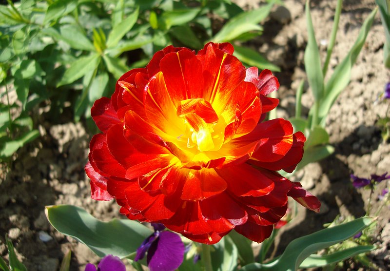Ez is tulipán