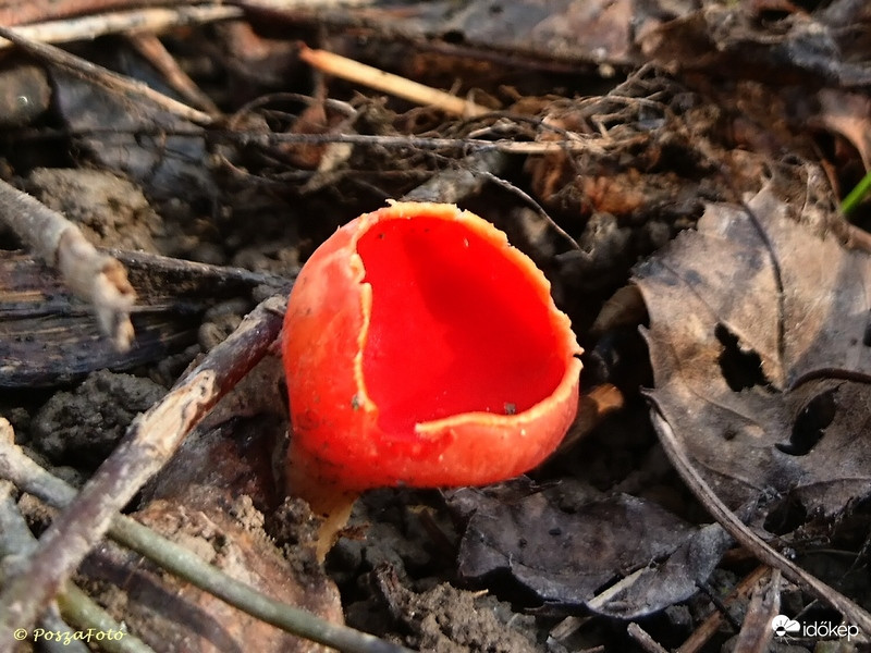 Piros csészegomba