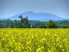 Repcemező