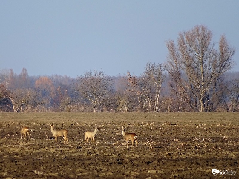 Őzek a távolban