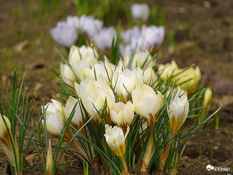 Krókuszok