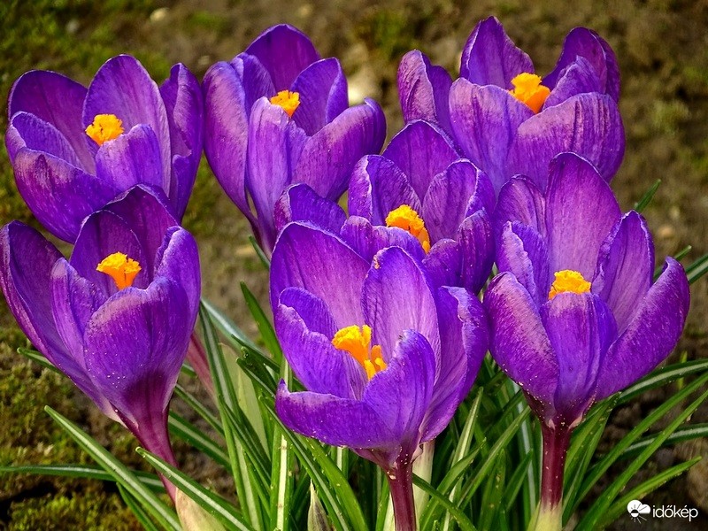 Teljes pompában