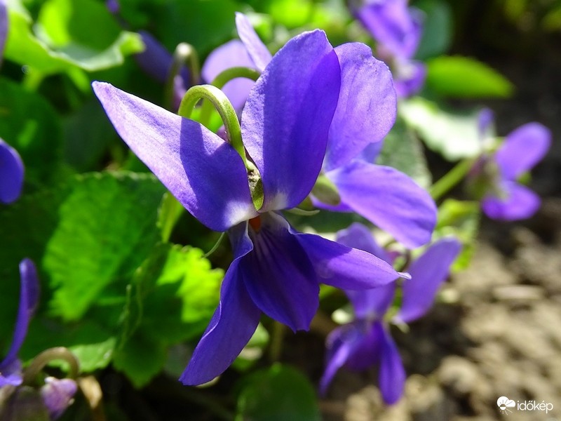 Ibolya