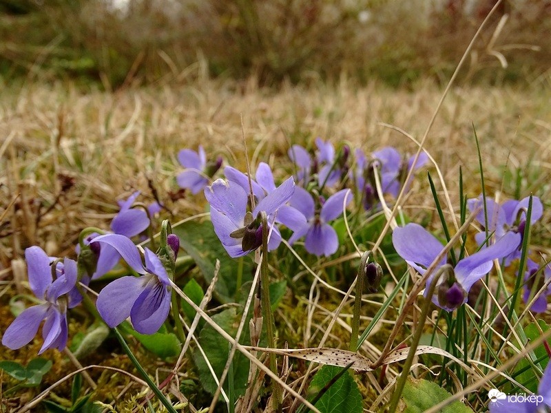 Ibolya
