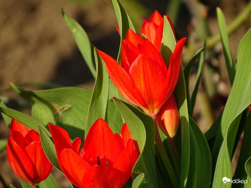 Tulipánok
