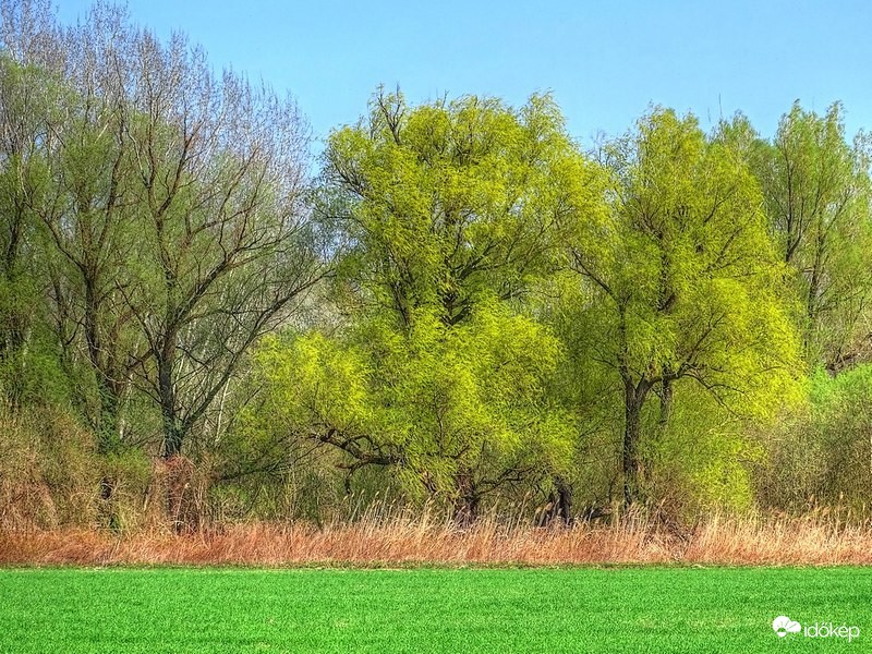 Fűzek