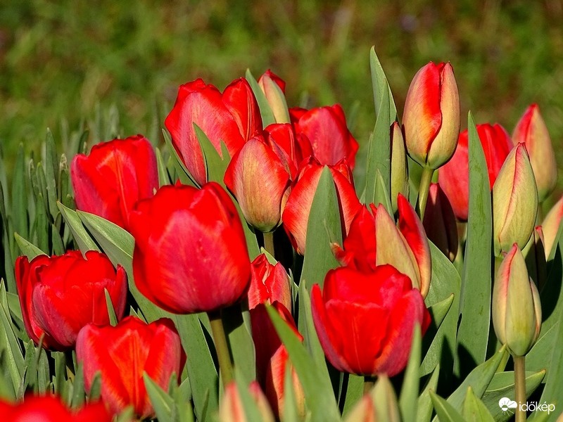 Tulipánok