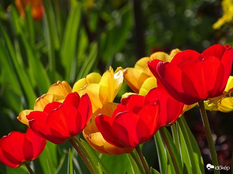 Tulipánok