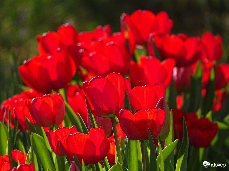 Tulipánok