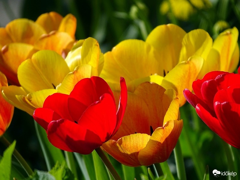Tulipánok